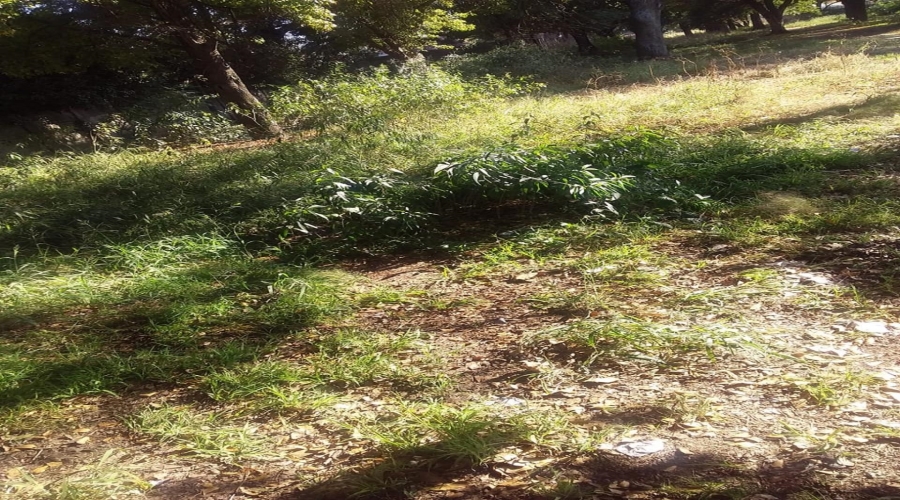 0 Bedroom Property for Sale in Koppies Free State